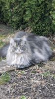 Main Coon Kater vermisst / entlaufen / geklaut ?! Baden-Württemberg - Villingen-Schwenningen Vorschau