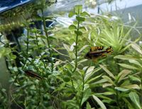 Apistogramma cacatuoides  (Kakadu Zwergbundbarsch) Niedersachsen - Hude (Oldenburg) Vorschau