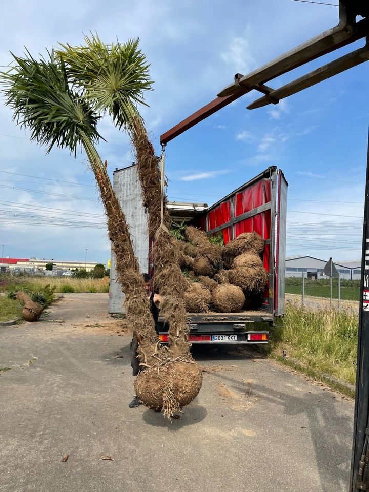 Trachycarpus Fortunei 2er Multistamm Hanfpalme 2 bis 4 Meter Höhe in Ettenheim