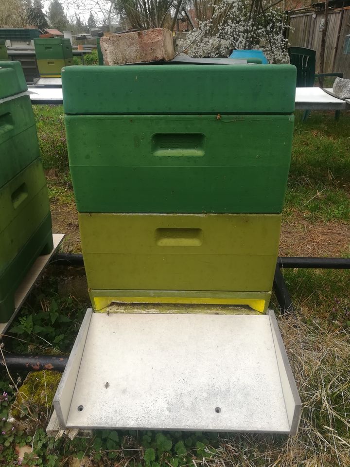 Bienenvolk In Segeberger Beute in Kolkwitz
