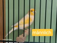Kanarienvögel männlich 2023 Nordrhein-Westfalen - Weilerswist Vorschau