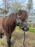 Super süßer Minishetty Pony Junghengst Baden-Württemberg - Fronreute Vorschau