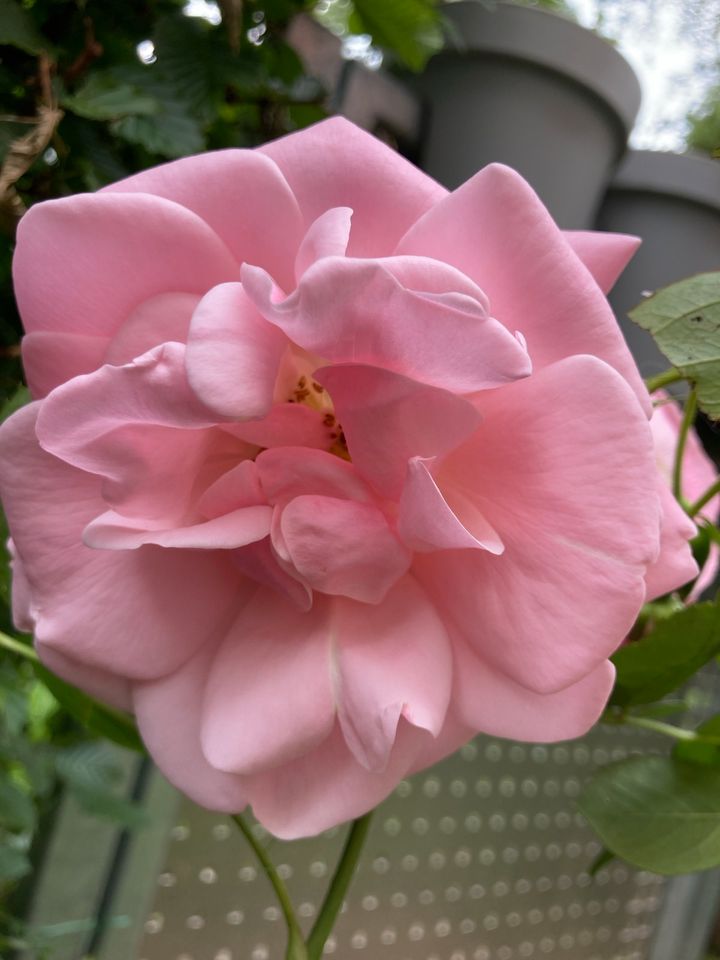 Rose der Sorte I am special Plant’n’Relax in Köln
