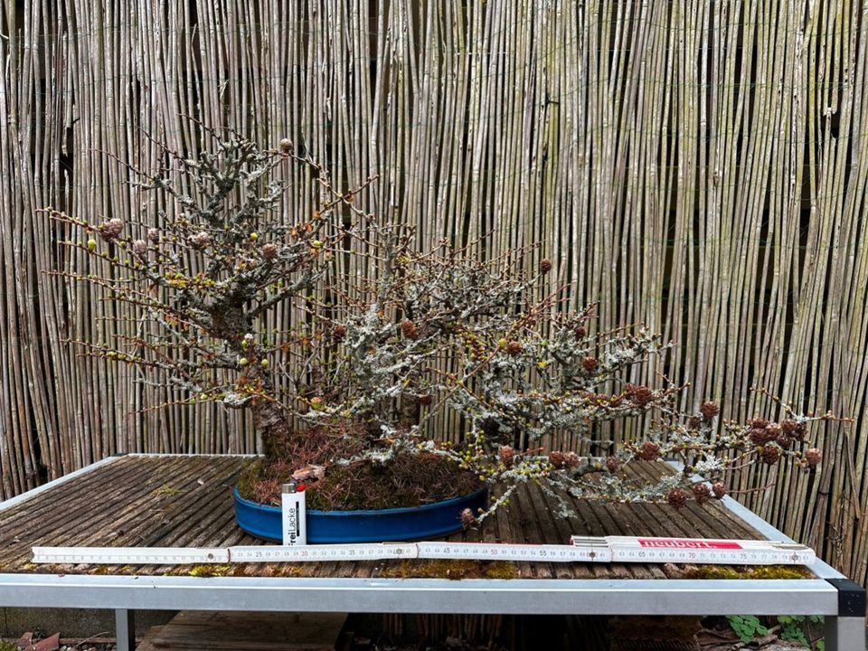 Lärchenwald Bonsai in Bischberg