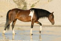 Biete Reitbeteiligung (Pferd sucht Reiter) Bayern - Schnaitsee Vorschau