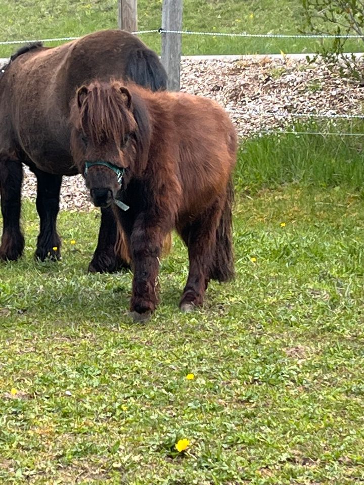 Mini Shetty Hengst Shetlandpony in Neresheim