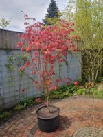 Roter Fächerahorn, Japanischer Ahorn, Acer palmatum Schleswig-Holstein - Flensburg Vorschau