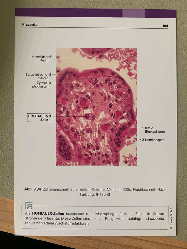 Sobotta - Histologie Lernkarten, 6. Auflage in Regis-Breitingen