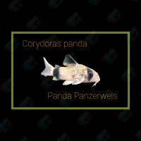 Panda Panzerwels Panzerwelse Corydoras panda Dortmund - Schüren Vorschau