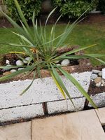 Yucca Palme Palmlilie um 50 cm winterhart pflegeleicht anspruchsl Nordrhein-Westfalen - Niederkassel Vorschau