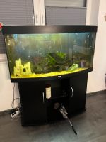 Aquarium Juwel 250l inkl deko & Fische Nordrhein-Westfalen - Borchen Vorschau
