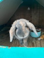 Kaninchen Hase Essen - Essen-Katernberg Vorschau