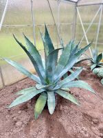 Agave // Sukkulente Baden-Württemberg - Weinheim Vorschau