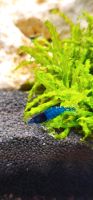 Neocaridina Blue Dream Bayern - Tittling Vorschau