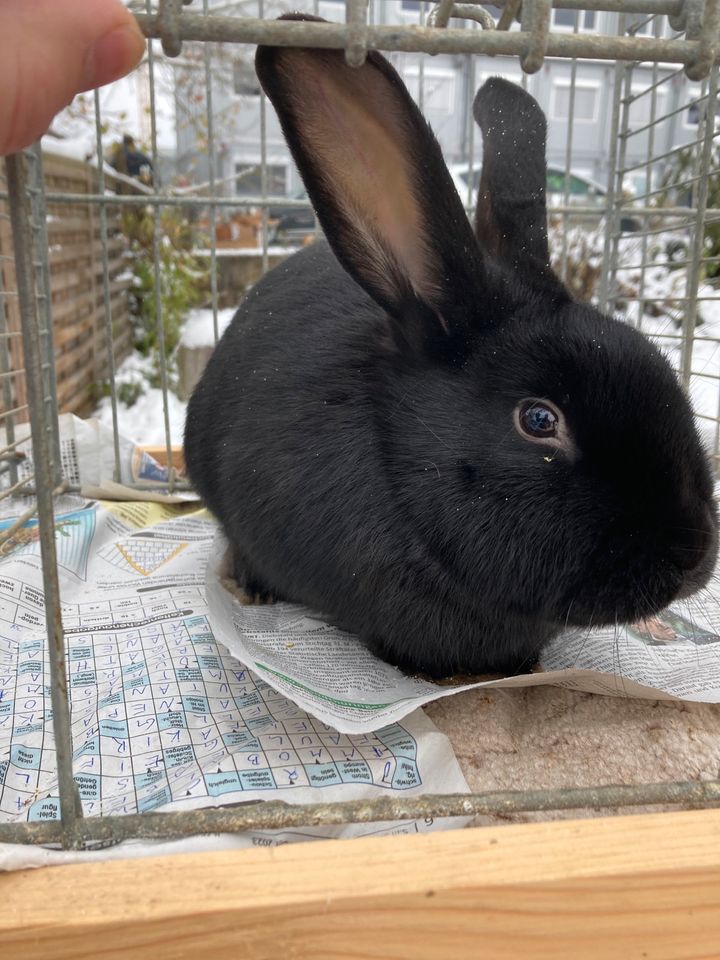 Junge Hasen Kaninchen in Römhild