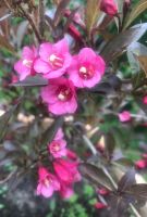 Weigelie Busch Blüten pink Blätter rot Strauch Brandenburg - Teltow Vorschau