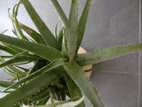 Aloe Vera,  ca.10 Pflanzen im Topf, Höhe ca.74cm, Breite ca.90cm Bayern - Fürstenfeldbruck Vorschau