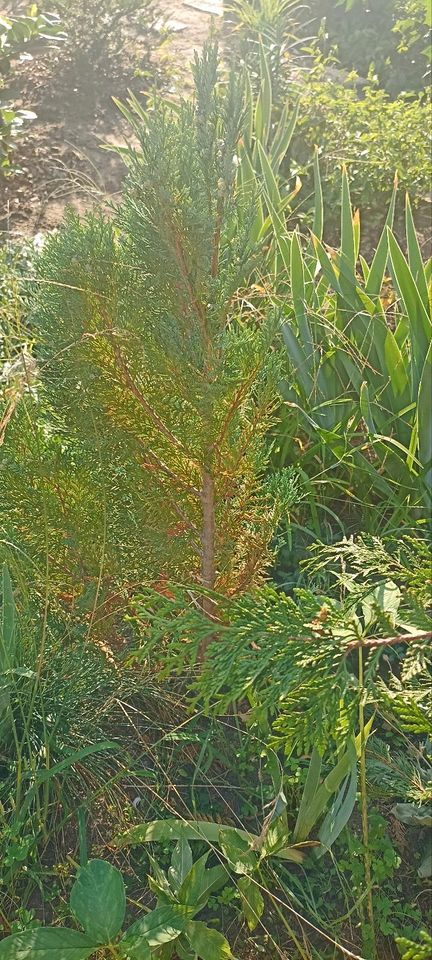 Thuja / Lebensbaum in Coswig