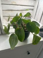 Pilea Peperomioides  // Pfannkuchenpflanze Bayern - Ingolstadt Vorschau