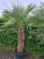Palme Garten Pflanze mediterran ca. 2,5m hoch Kreis Pinneberg - Moorrege Vorschau