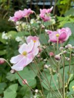 Anemone || insektenfreundlich Bayern - Bamberg Vorschau