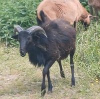 Kamerun Mufflon Mix Bock Brandenburg - Oberuckersee Vorschau