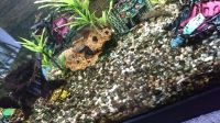 180liter Aquarium Münster (Westfalen) - Hiltrup Vorschau