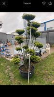 Gartenbonsai Bonsai groß ilex crenata wie Buchs japanisch Baum Baden-Württemberg - Nagold Vorschau