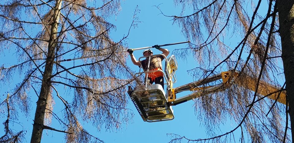 Gartenarbeit / Hecken schneiden / Baumpflege / Baumfällung in Erwitte