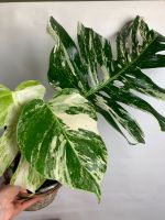 Monstera deliciosa Variegata Baden-Württemberg - Freiburg im Breisgau Vorschau