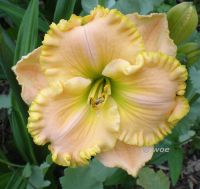 Hemerocallis Taglilie " Sachsen Grünling  " Albert 2010 n.r. EF Köln - Merkenich Vorschau