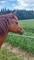 Tollen Pony Niedersachsen - Schneverdingen Vorschau