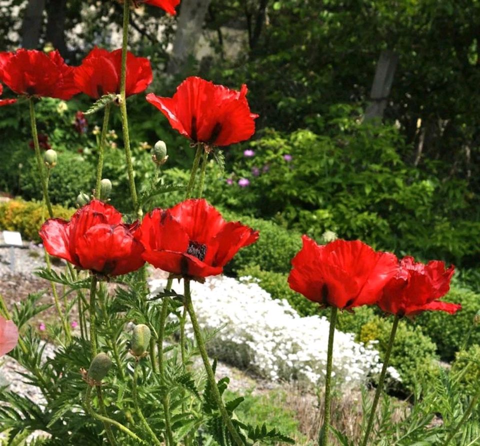 Mohnblumen Jungpflanzen in Guben