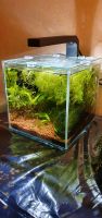 Nano Cube aquarium mini aquascaping 18,5cm ca 6l Bayern - Mühldorf a.Inn Vorschau