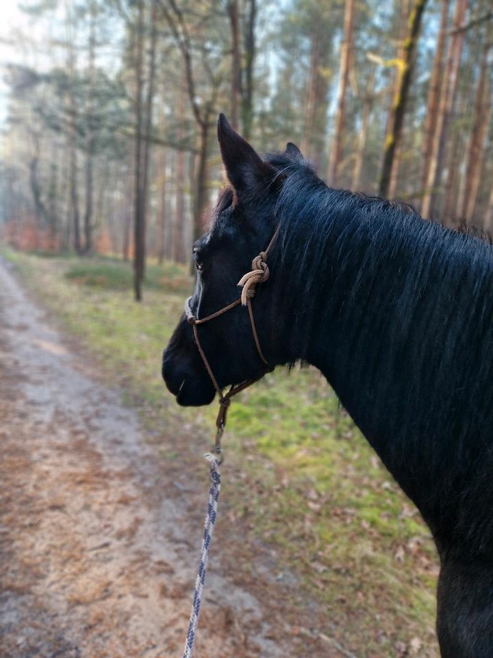 Reitunterricht auf dem Reitplatz und auch im Gelände in Weißkeißel