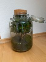 Flaschengarten - Pflanzenglas Kreis Ostholstein - Eutin Vorschau