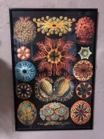 Ernst Haeckel Flora Fauna Tiefsee Plakat gerahmt Lützen - Lützen Dehlitz Vorschau