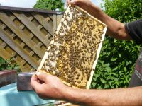 Sehr sanftmütige Bienenvölker Carnica zum Abfegen ab 39 Euro Hannover - Misburg-Anderten Vorschau