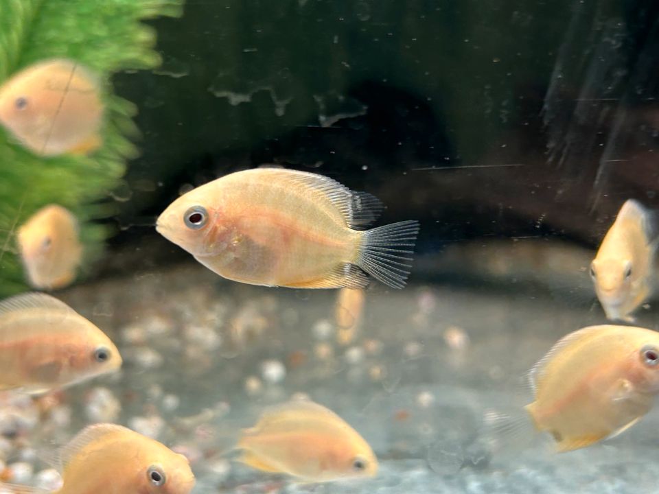 Heros severum gold Augenfleckbuntbarsch 4,50€ in Rangendingen