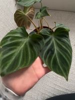 Philodendron Verrucosum Rostock - Lichtenhagen Vorschau