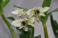 Suche Dendrobium Roy Tokunaga Brandenburg - Großräschen Vorschau