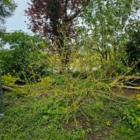 Hibiskus Strauch Nordrhein-Westfalen - Neunkirchen-Seelscheid Vorschau