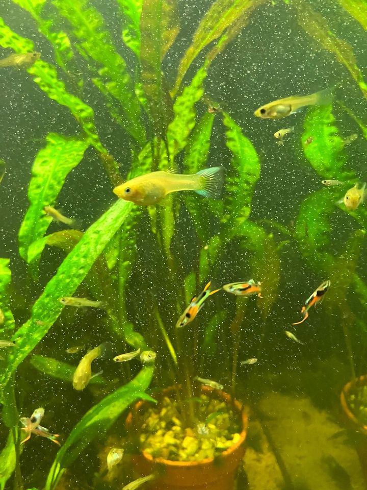 Guppys (Endler) in Pfungstadt