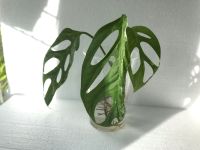 Monstera Adansonii Indonesian marble variegata Friedrichshain-Kreuzberg - Friedrichshain Vorschau