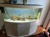 Aquarium Juwel vision panorama 450 Ludwigslust - Landkreis - Wittenförden Vorschau