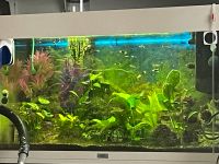 Aquarium 120 Liter mit Fischen Bayern - Pfaffenhofen a.d. Ilm Vorschau