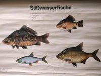 Lehrkarte / Lehrtafel / Fisch / Süßwasserfische / Vintage / 60er Bayern - Würzburg Vorschau