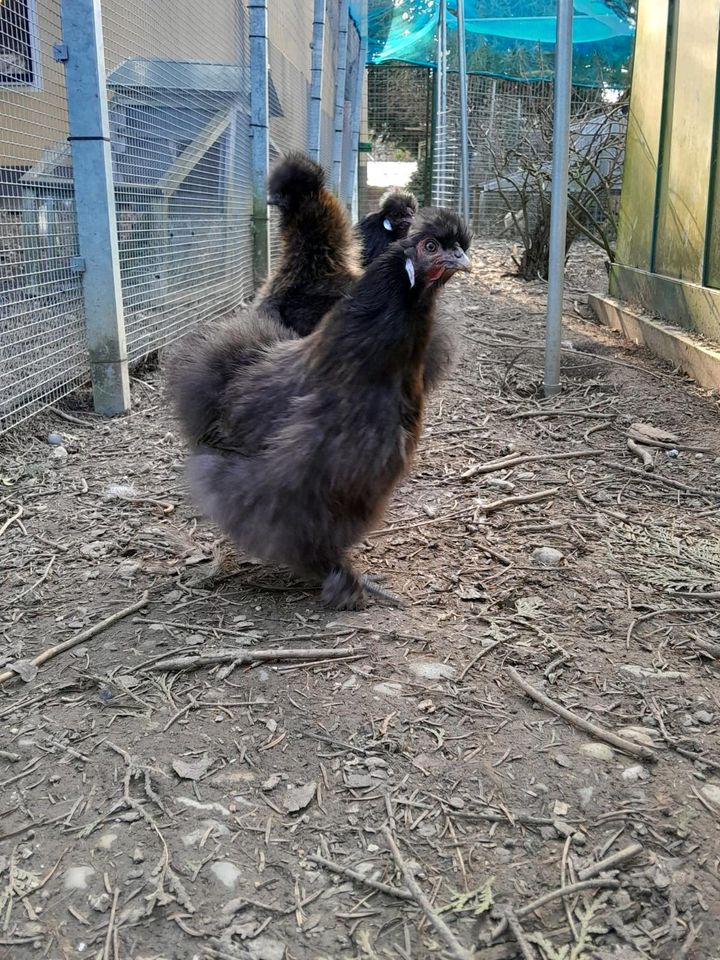 Bruteier Zwergseidenhuhn in Kumhausen