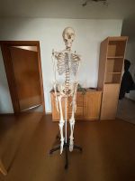 Anatomie Skelett Niedersachsen - Wangerland Vorschau