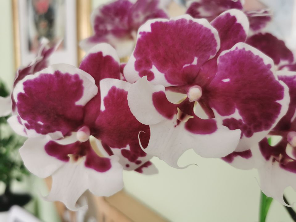 Phalaenopsis Big Lip Blühend in Oberhausen